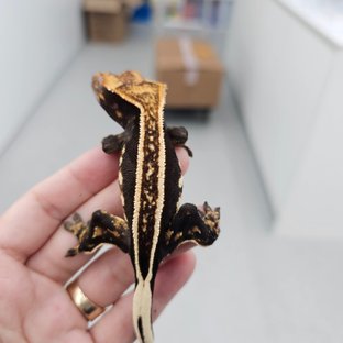 Super Stripe Empty Back