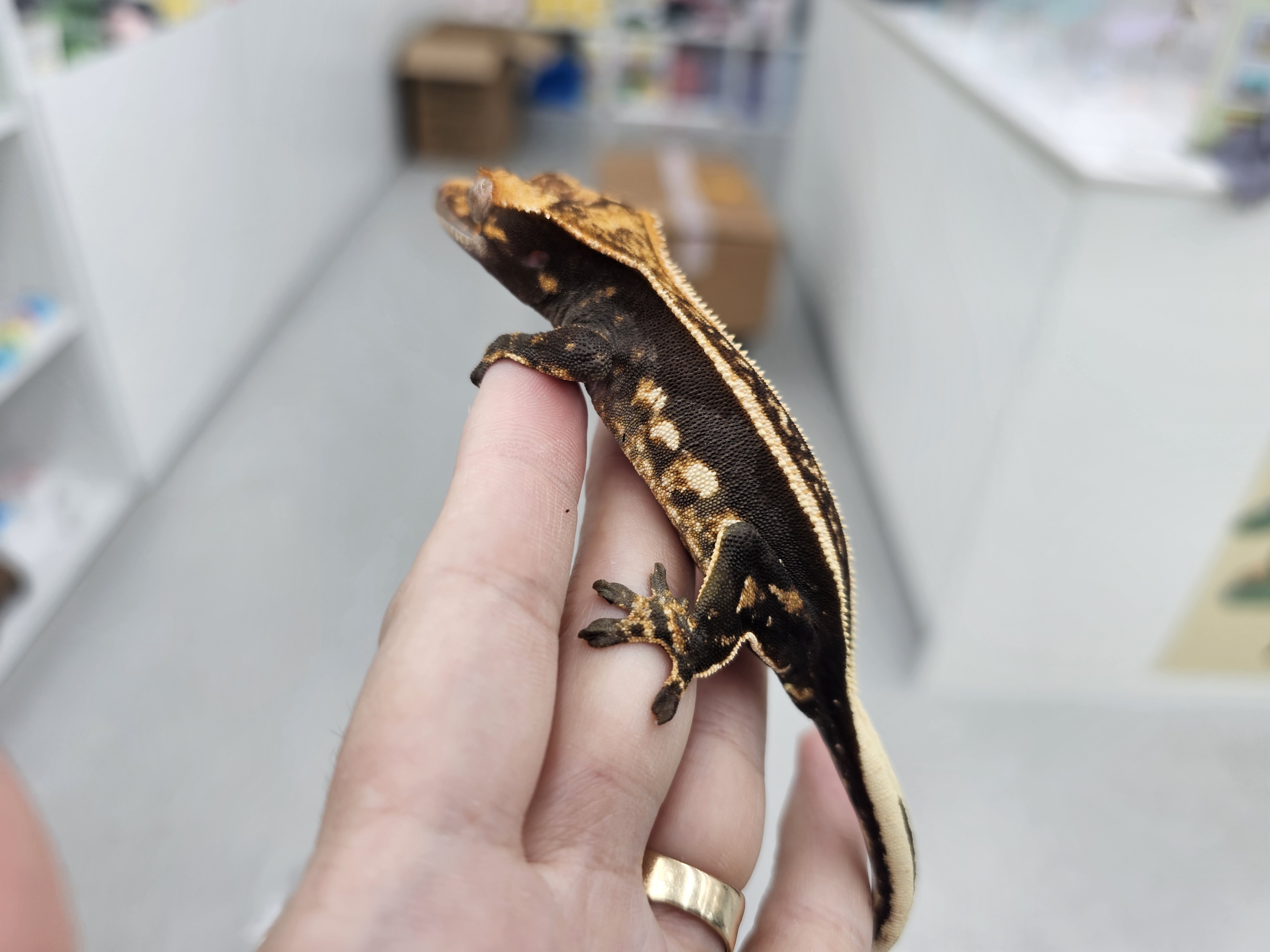 Super Stripe Empty Back