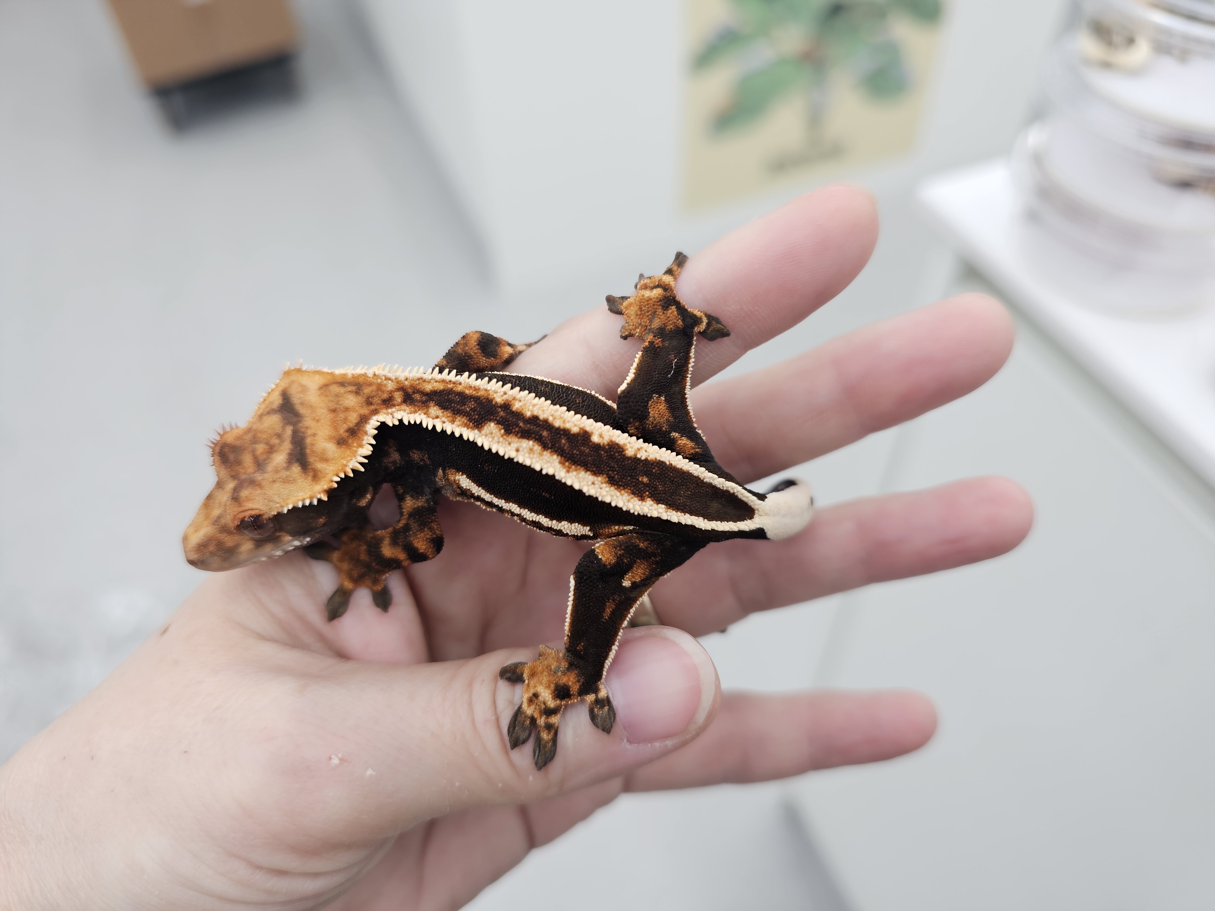 Super Stripe Empty Back