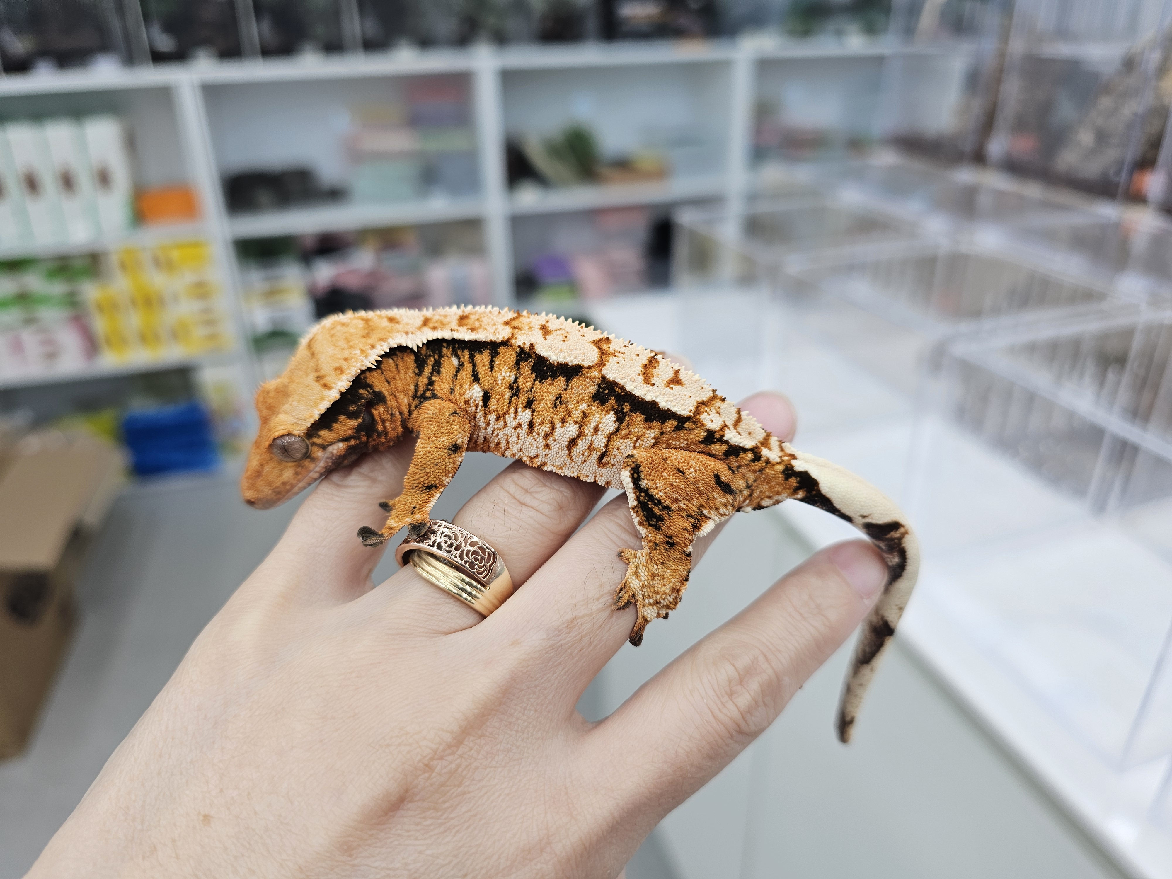 Tangerine Extreme Harlequin Tri