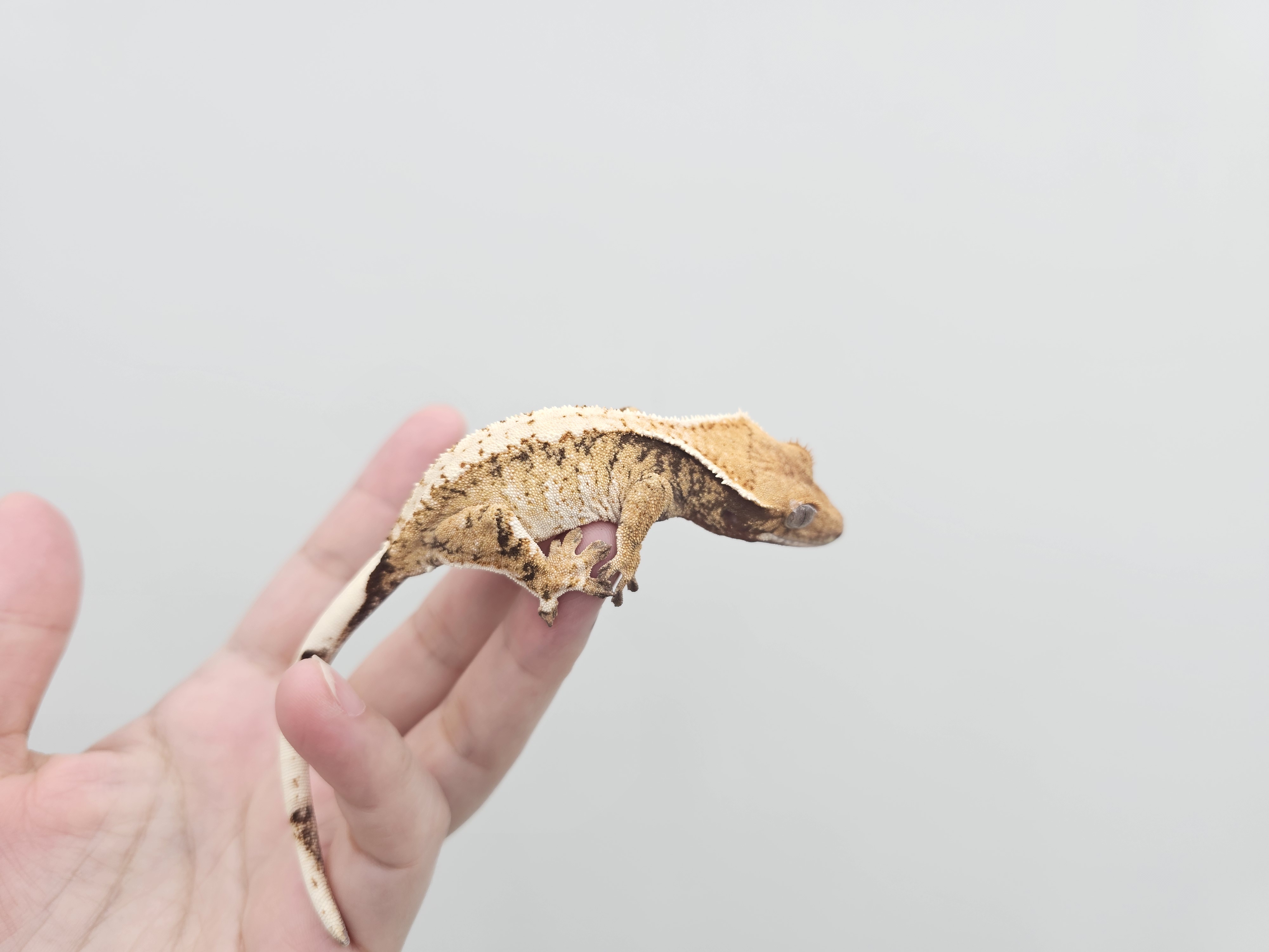 Extreme Harlequin Tri