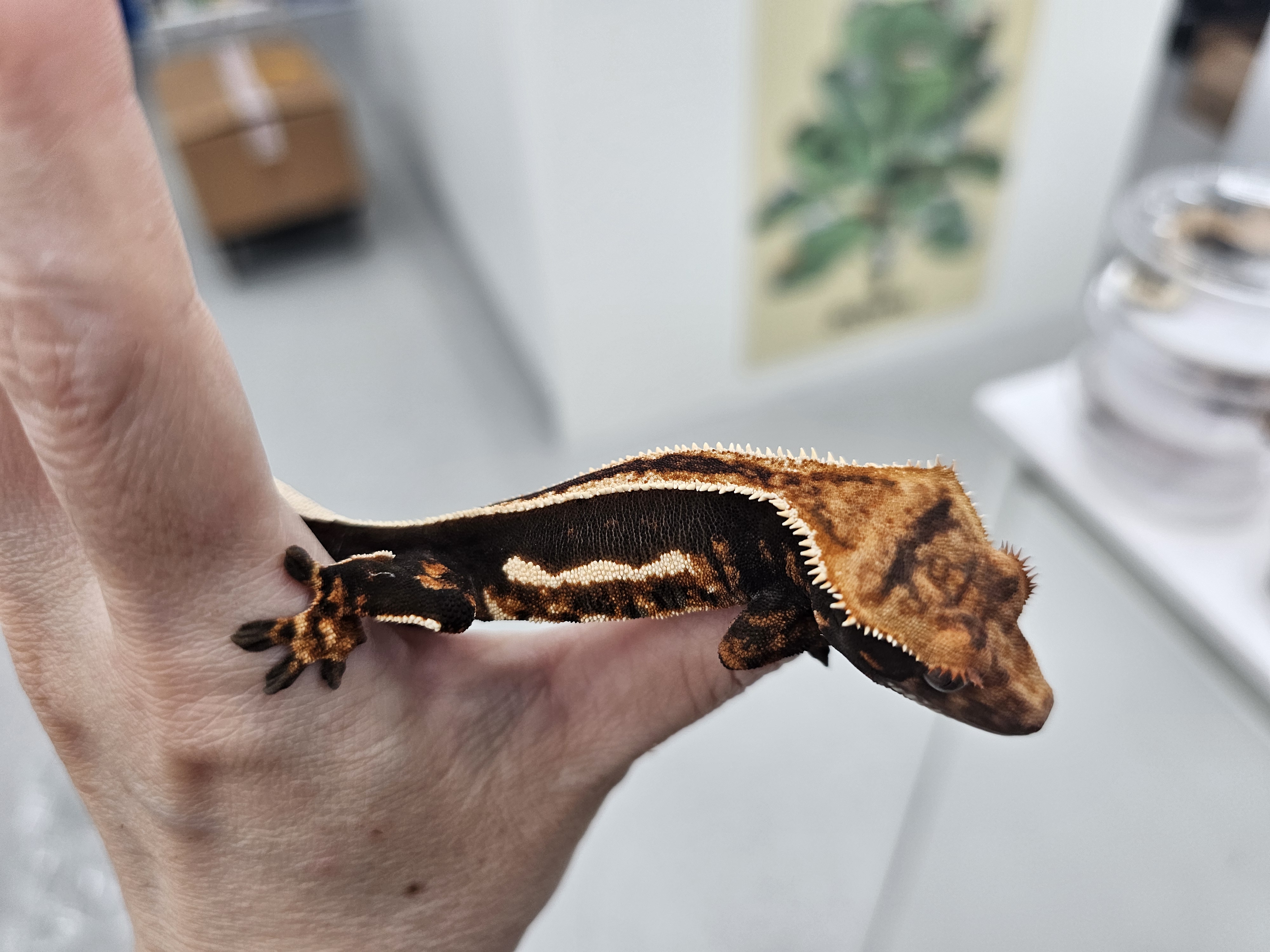 Super Stripe Empty Back