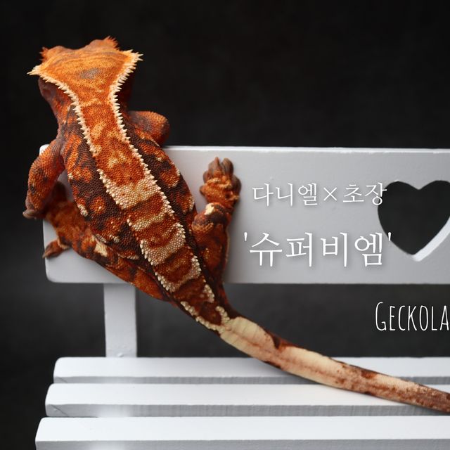 Tangerine Tri Extreme Harlequin