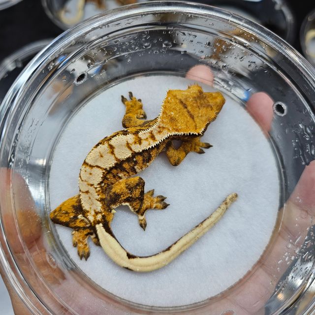 Extreme Harlequin Tri