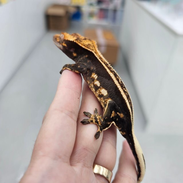 Super Stripe Empty Back