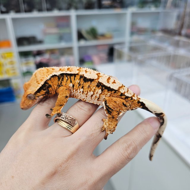 Tangerine Extreme Harlequin Tri