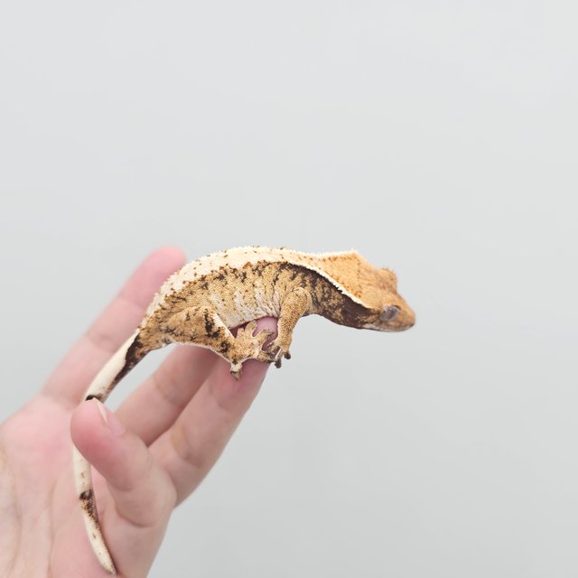 Extreme Harlequin Tri