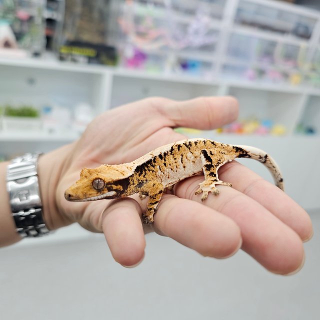 Barb Tri Extreme Harlequin