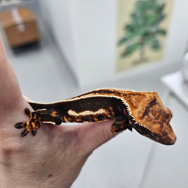 Super Stripe Empty Back