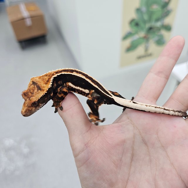 Super Stripe Empty Back