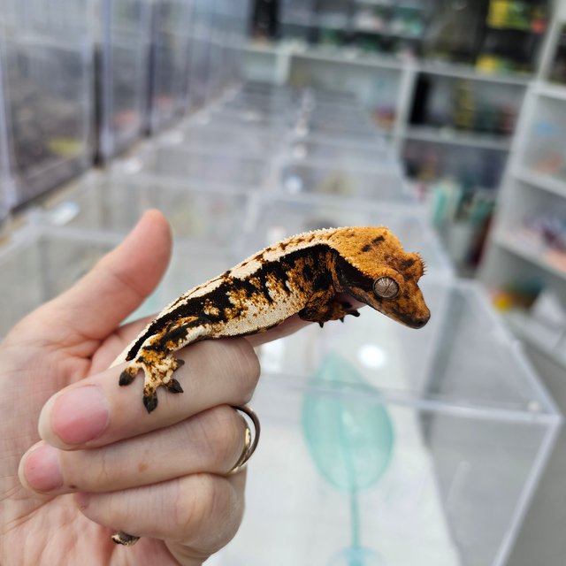 Tri Extreme Harlequin