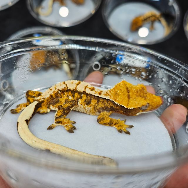 Extreme Harlequin Tri