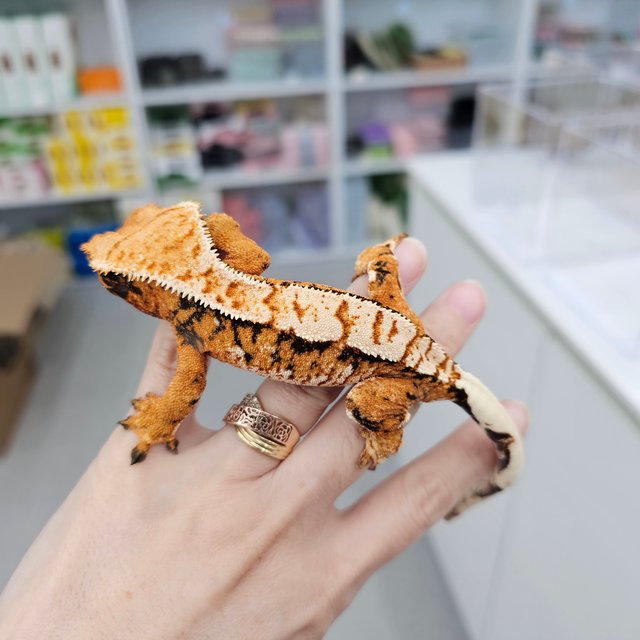 Tangerine Extreme Harlequin Tri