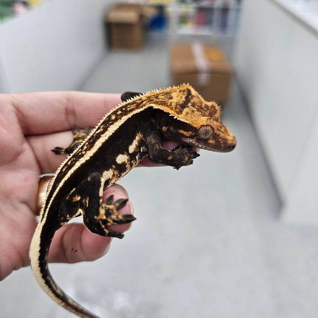 Super Stripe Empty Back