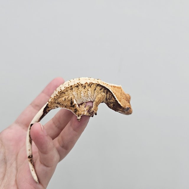 Extreme Harlequin Tri