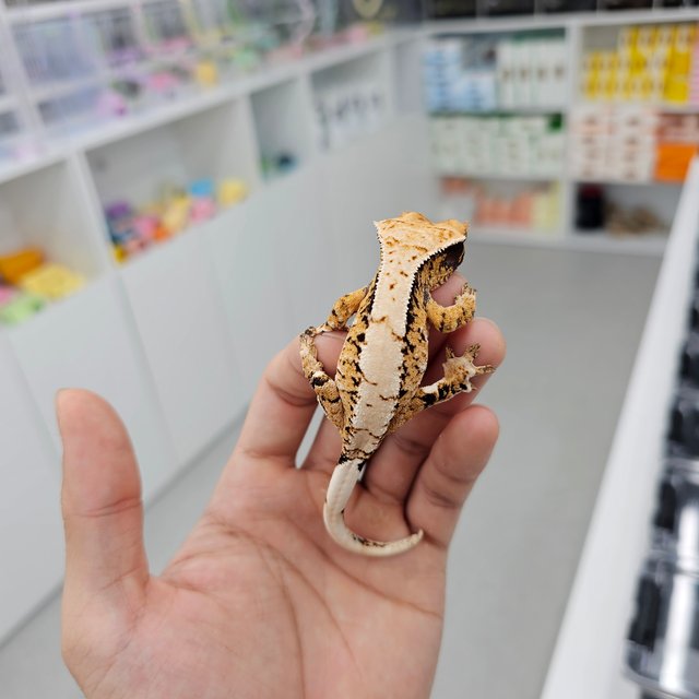 Barb Tri Extreme Harlequin