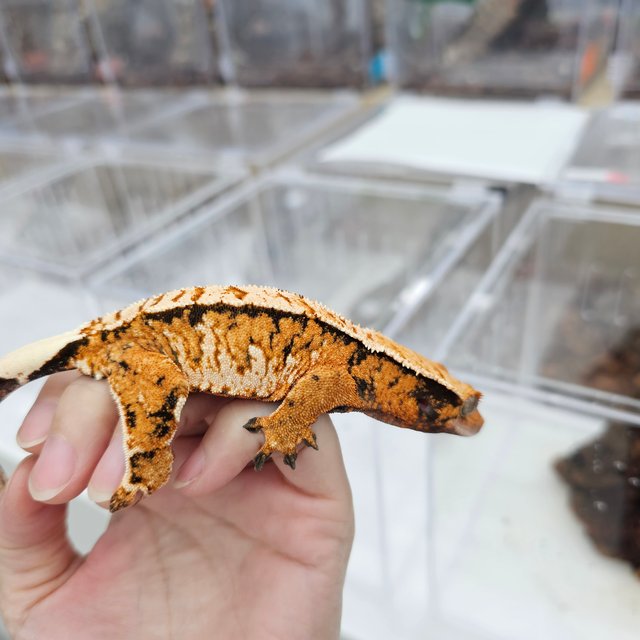 Tangerine Extreme Harlequin Tri