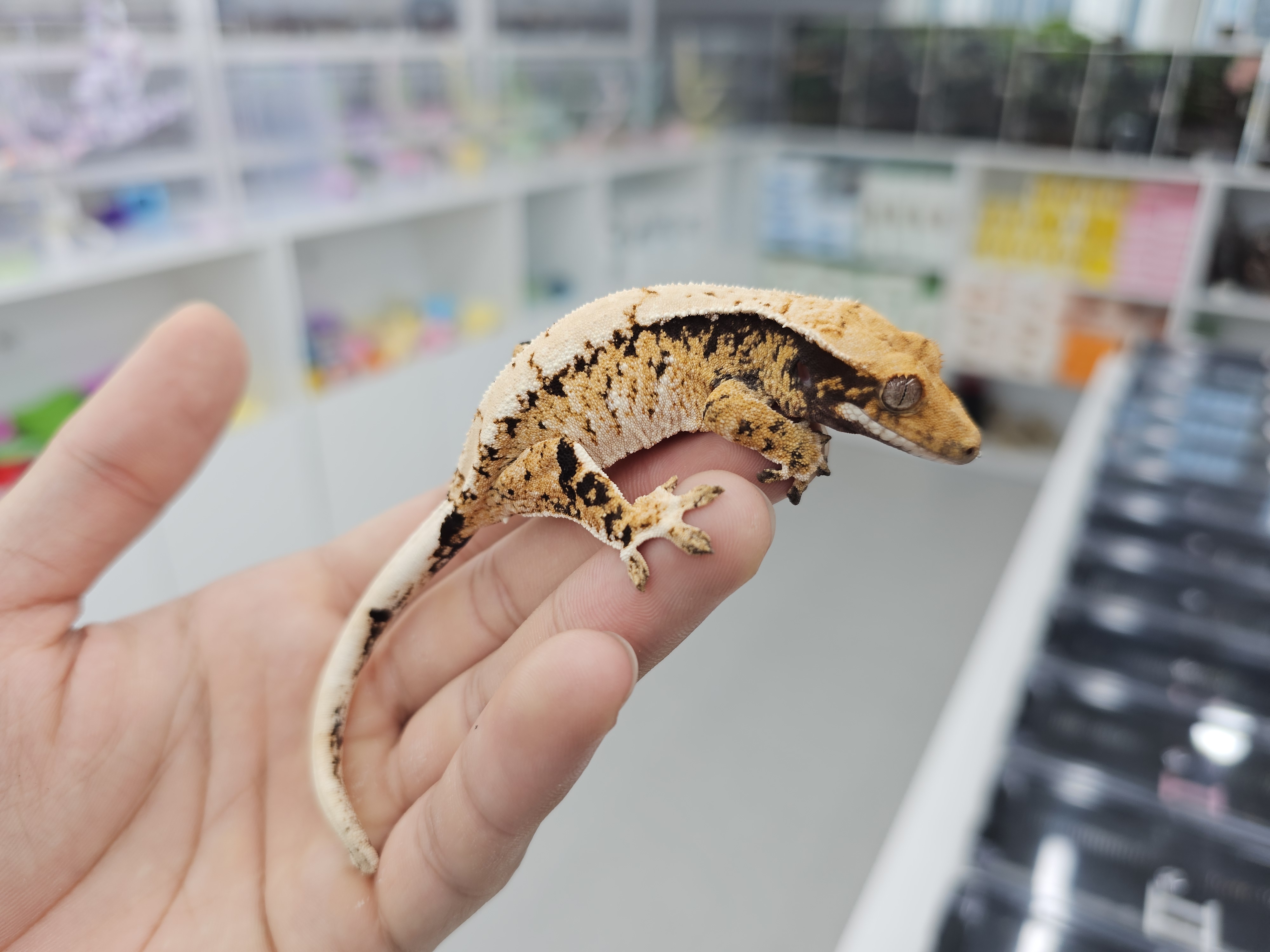 Barb Tri Extreme Harlequin