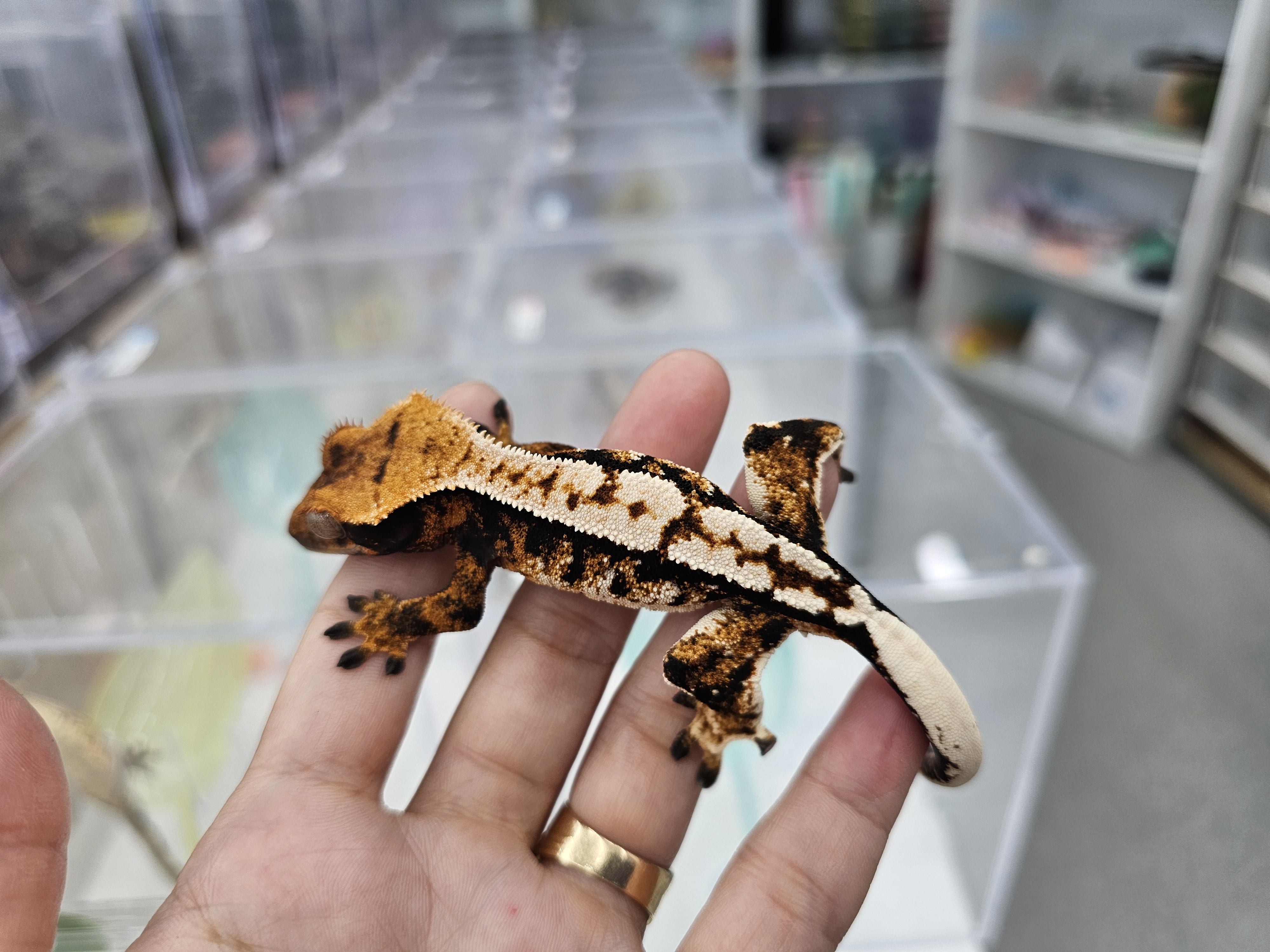 Tri Extreme Harlequin