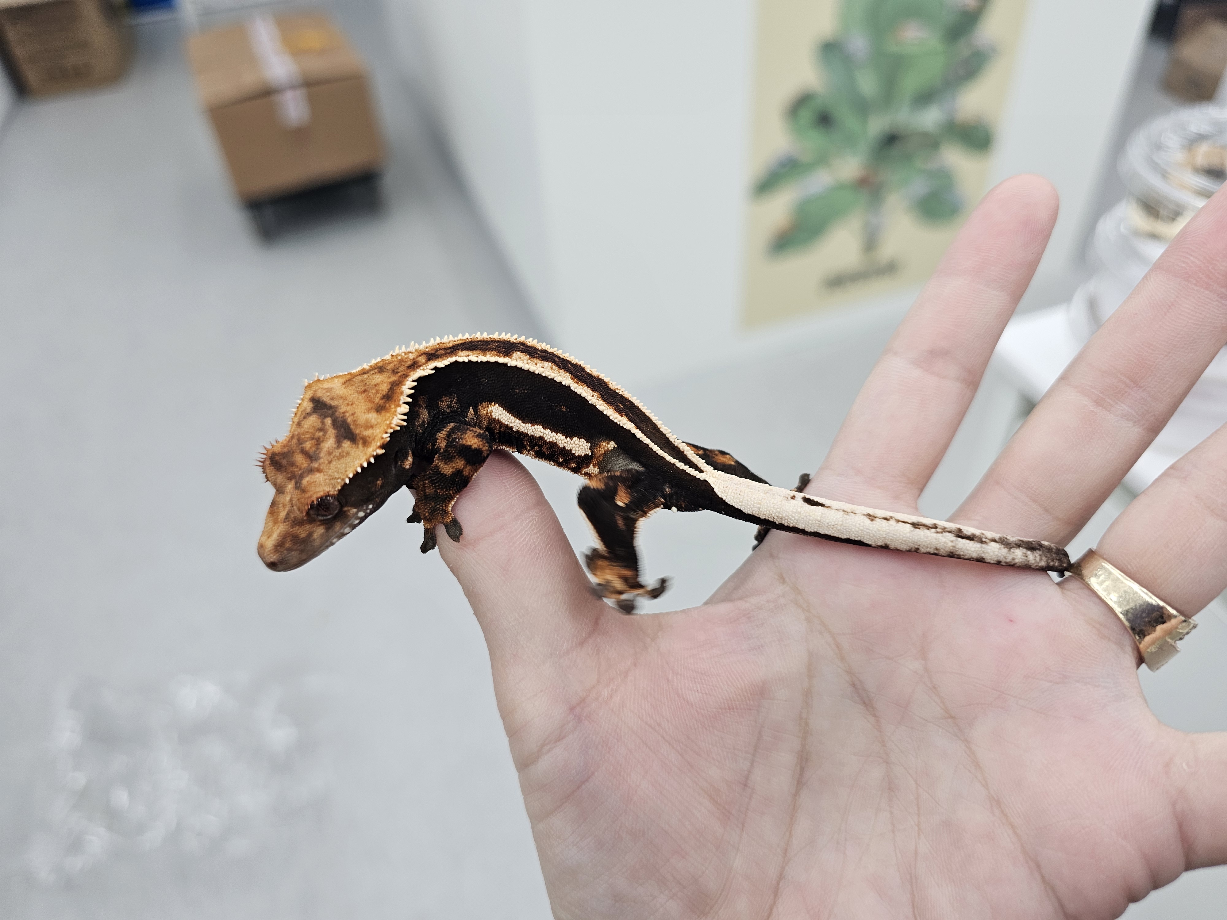 Super Stripe Empty Back