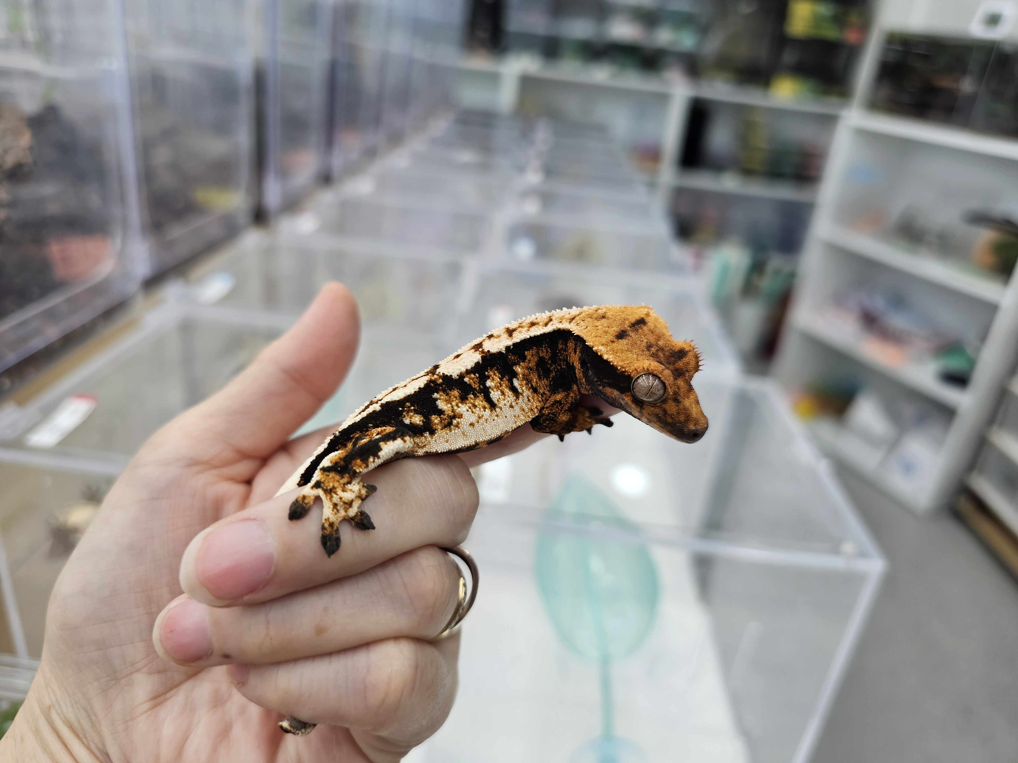 Tri Extreme Harlequin