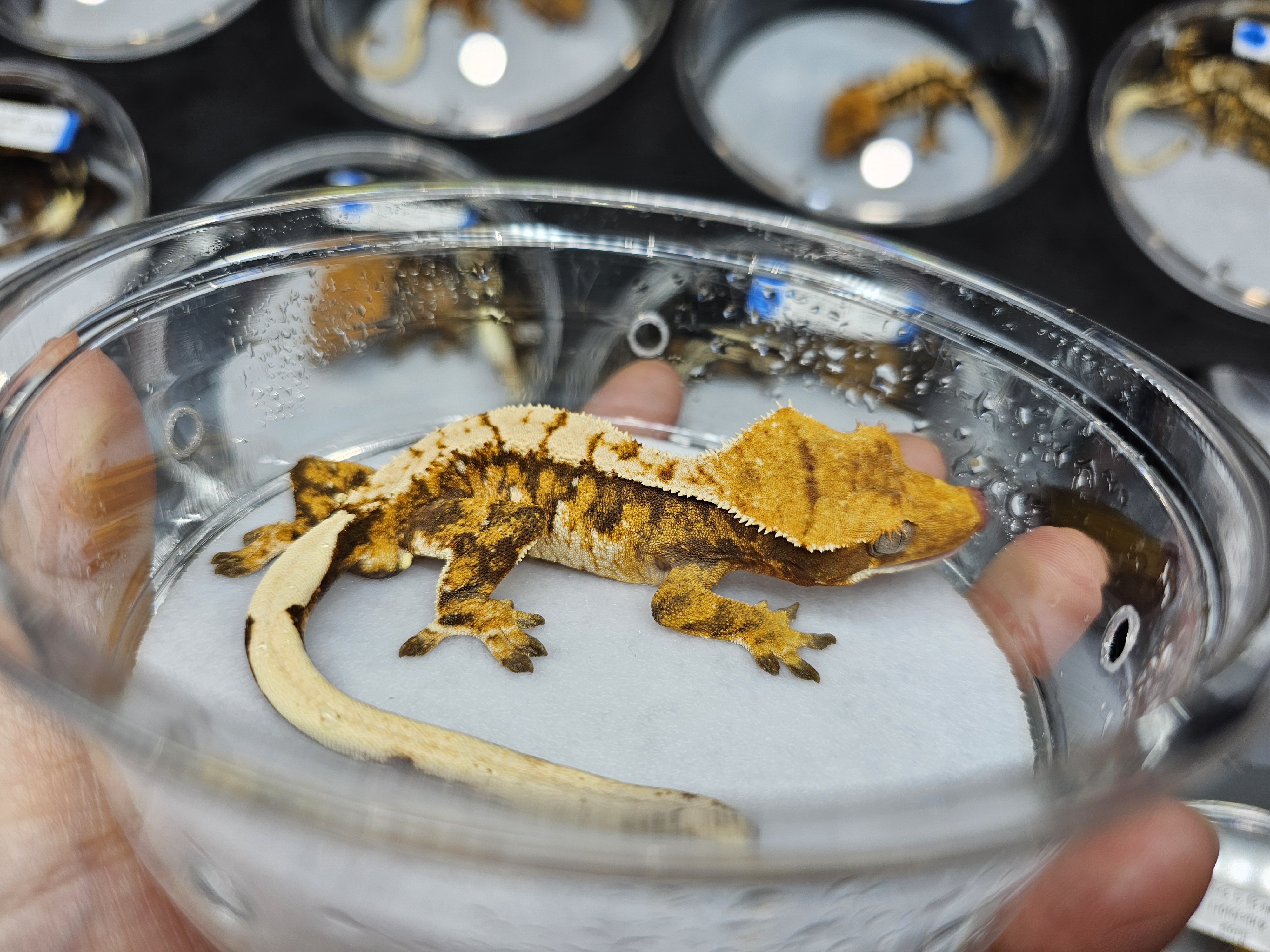 Extreme Harlequin Tri