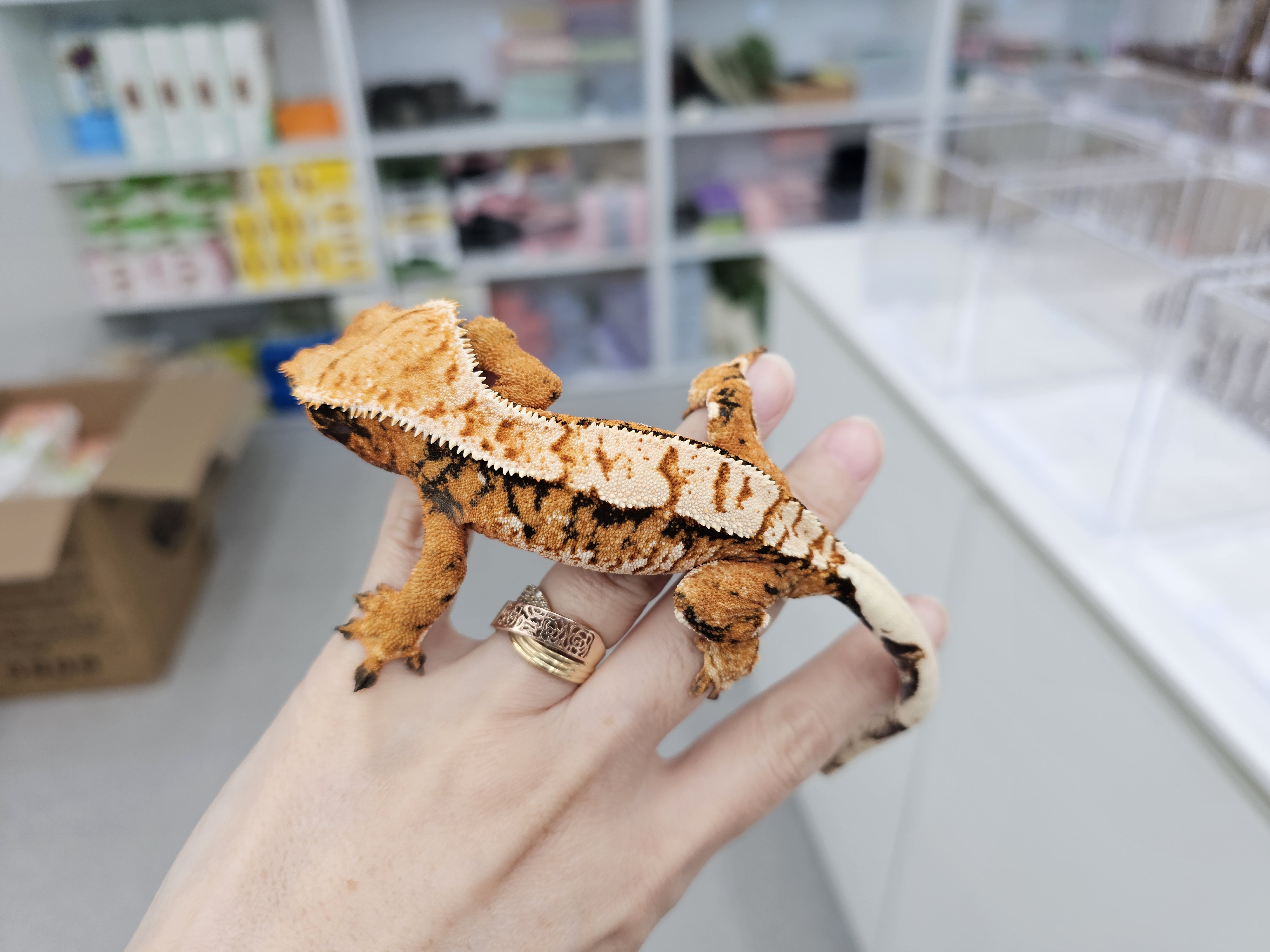 Tangerine Extreme Harlequin Tri