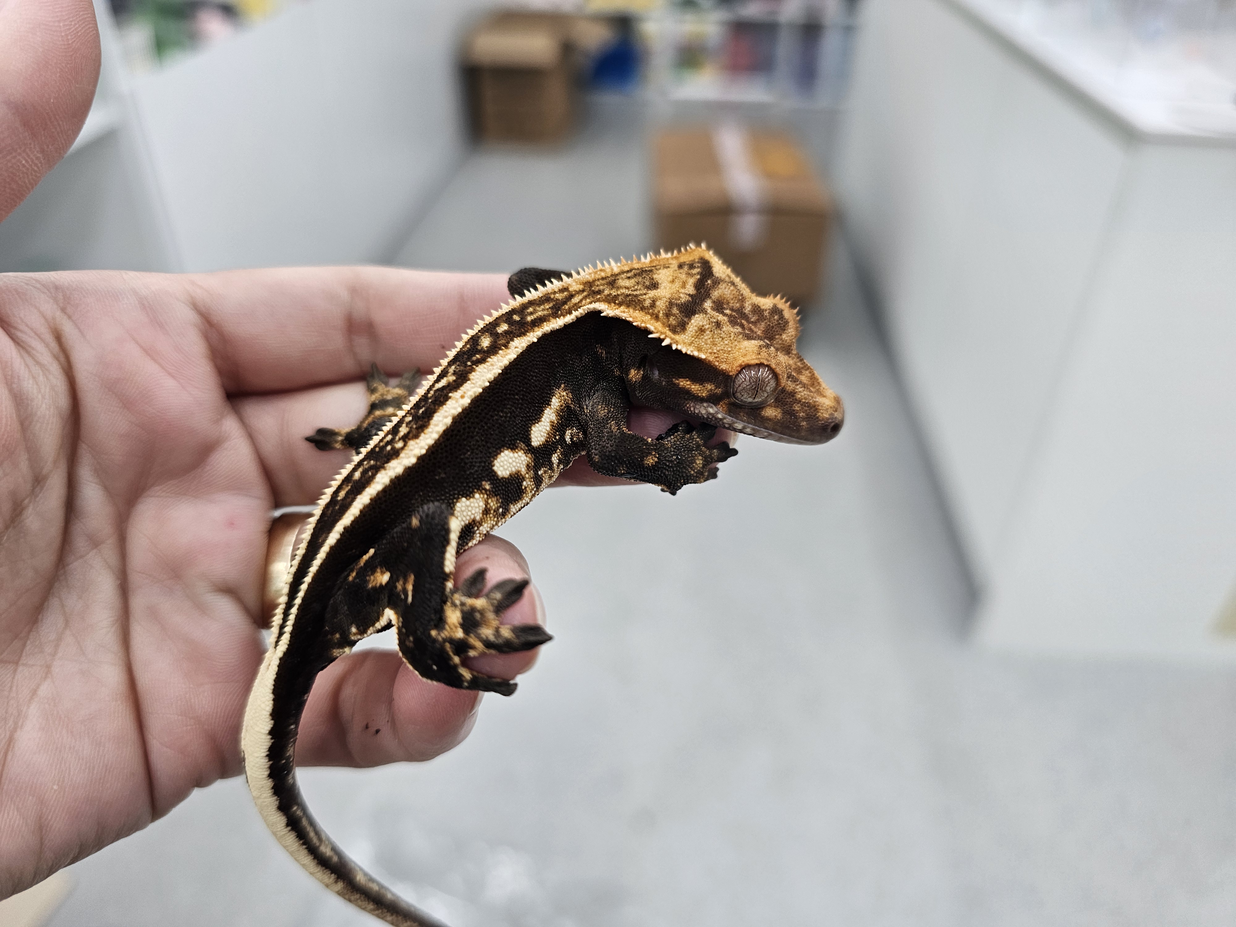 Super Stripe Empty Back