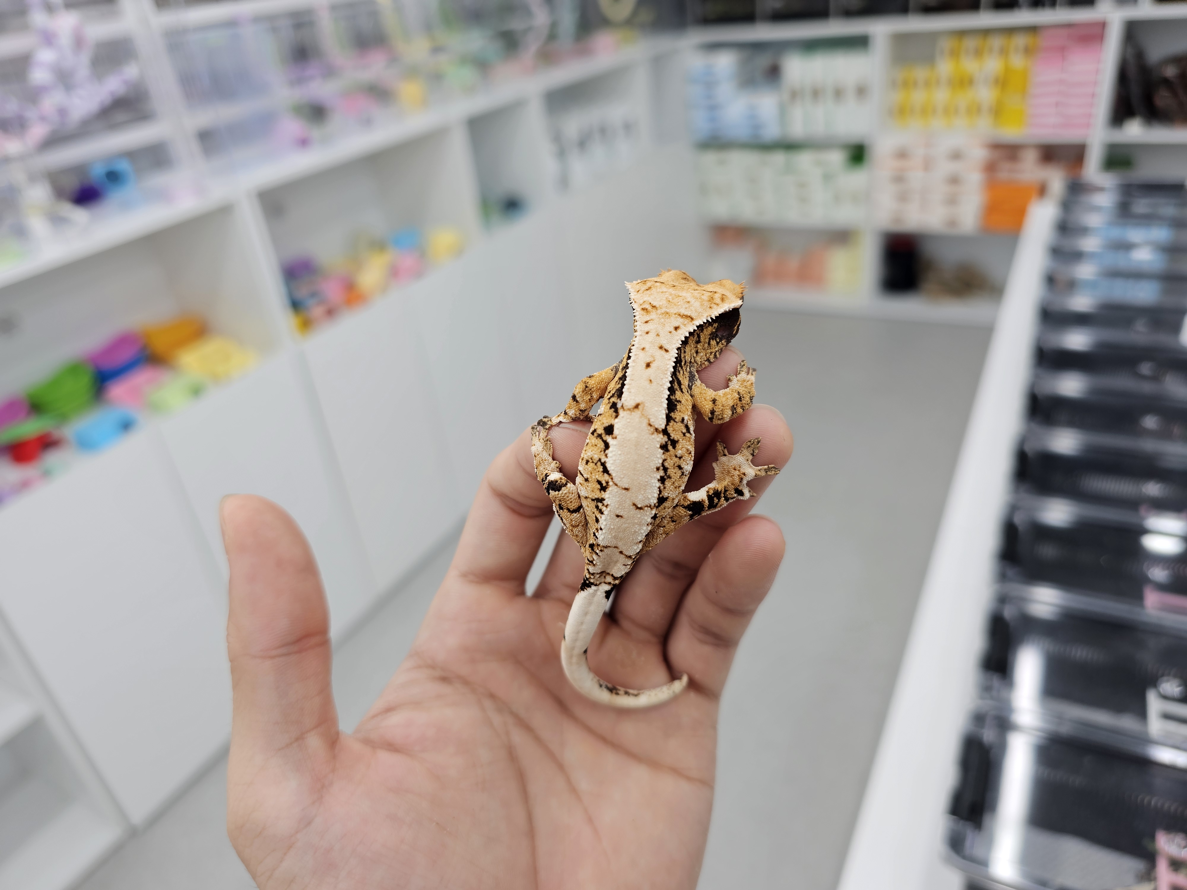 Barb Tri Extreme Harlequin