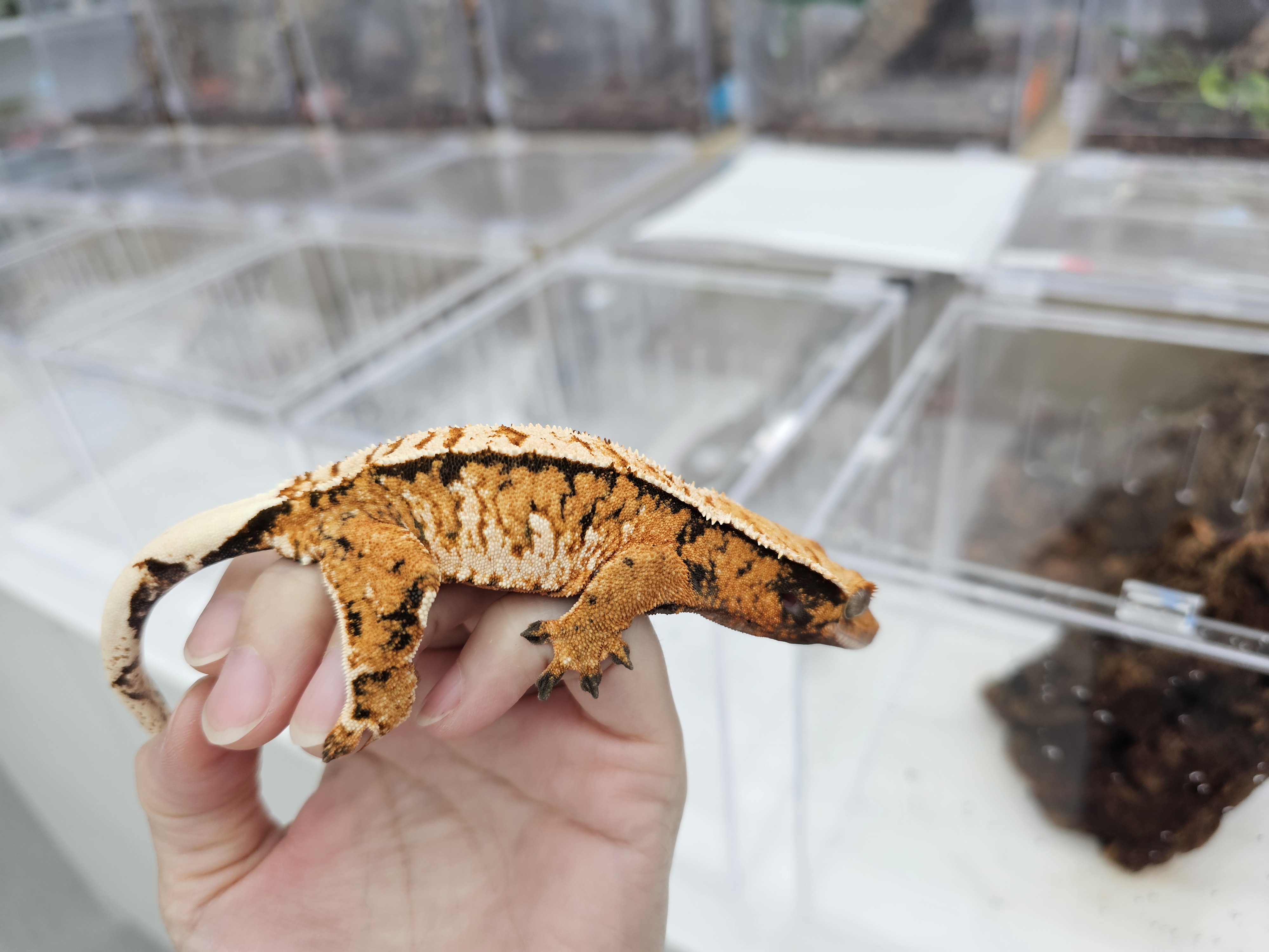 Tangerine Extreme Harlequin Tri