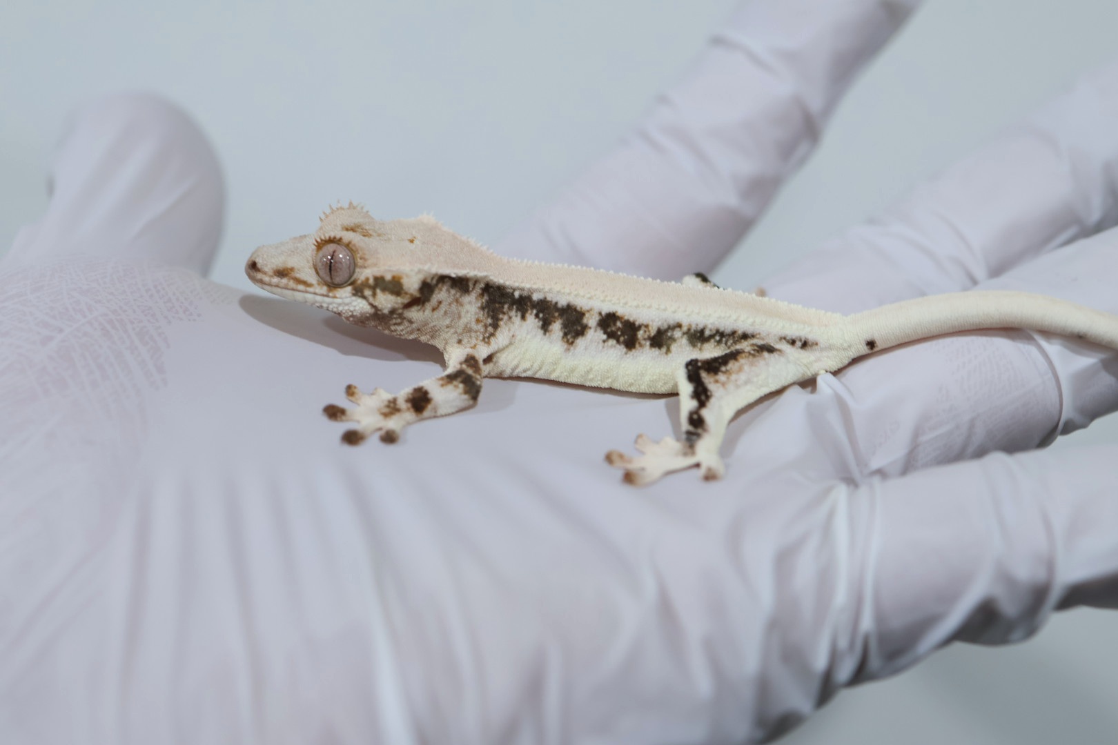 Lilly White Solid Back