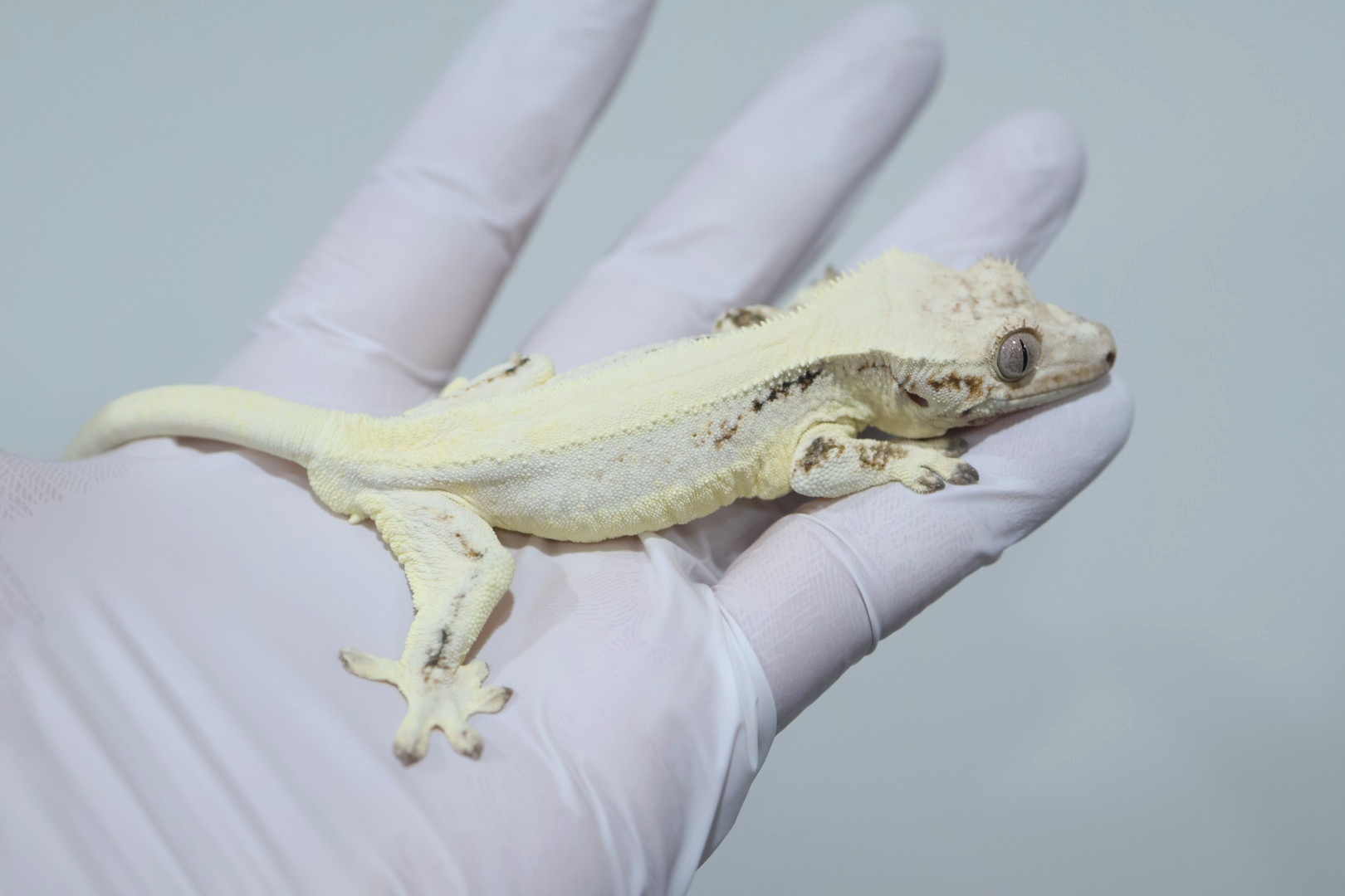 Lilly White Solid Back