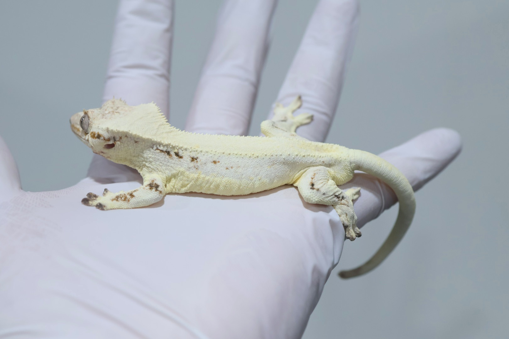 Lilly White Solid Back