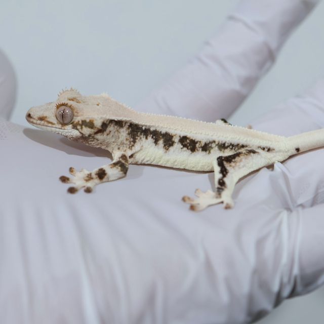 Lilly White Solid Back