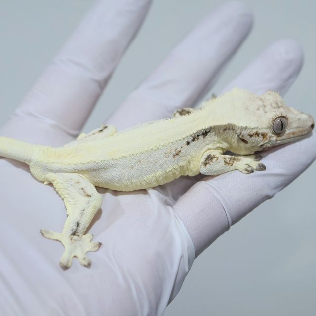 Lilly White Solid Back