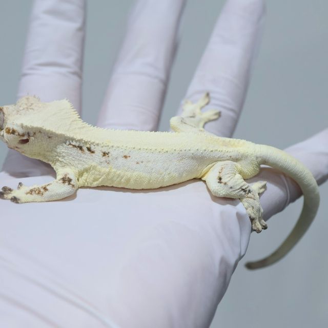 Lilly White Solid Back