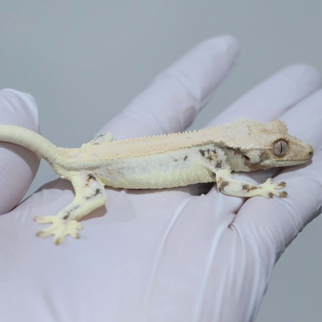 Lilly White Solid Back