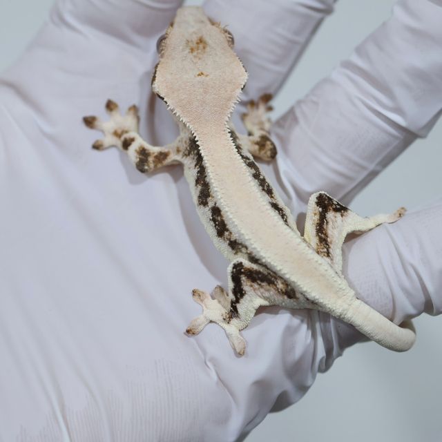 Lilly White Solid Back