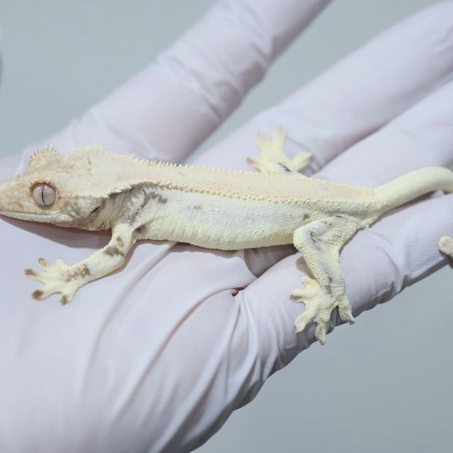 Lilly White Solid Back