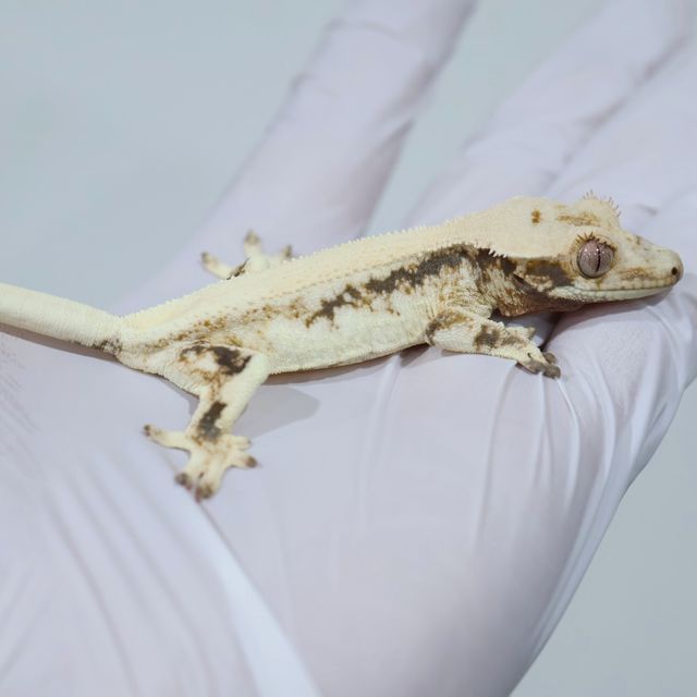 Lilly White Solid Back