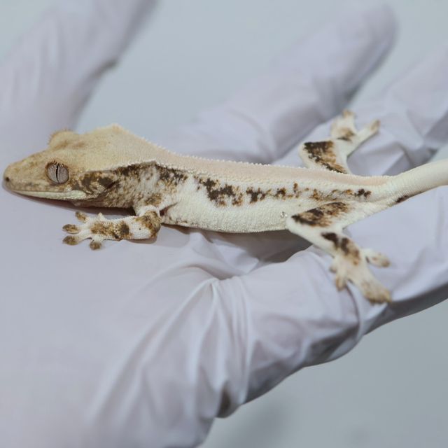 Solid Back Lilly White