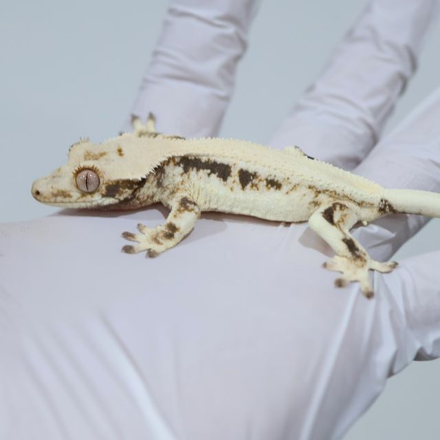 Lilly White Solid Back