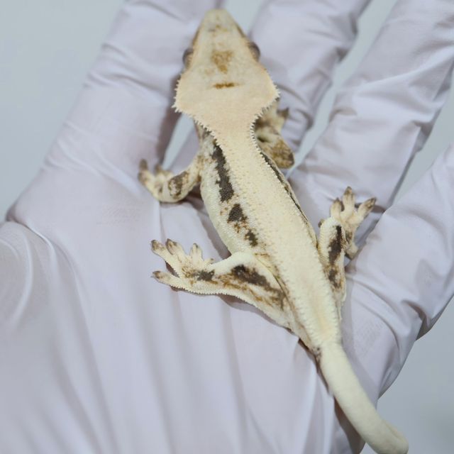 Lilly White Solid Back