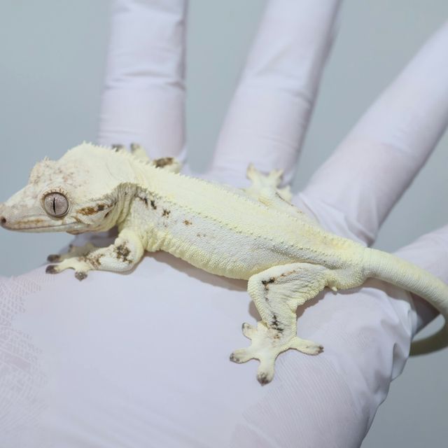 Lilly White Solid Back