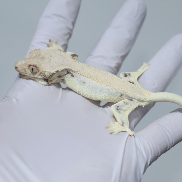 Lilly White Solid Back