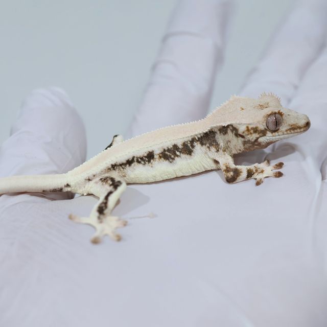 Lilly White Solid Back