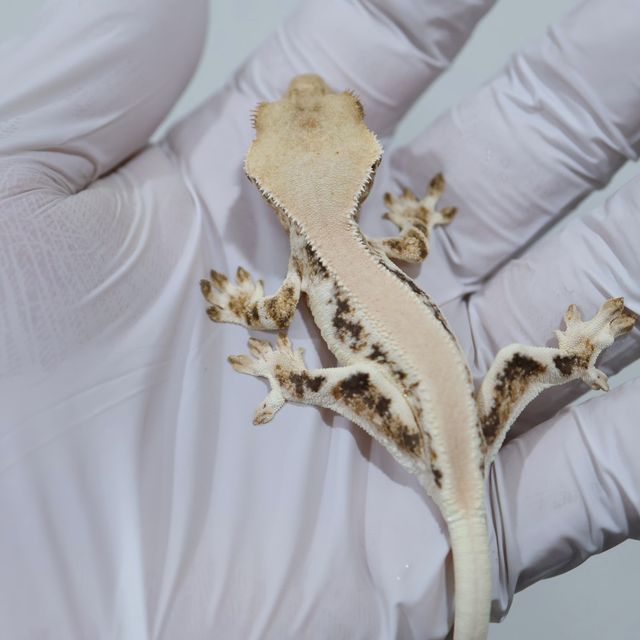 Solid Back Lilly White