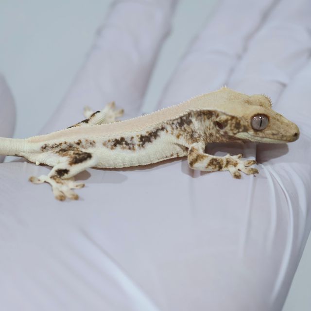 Solid Back Lilly White