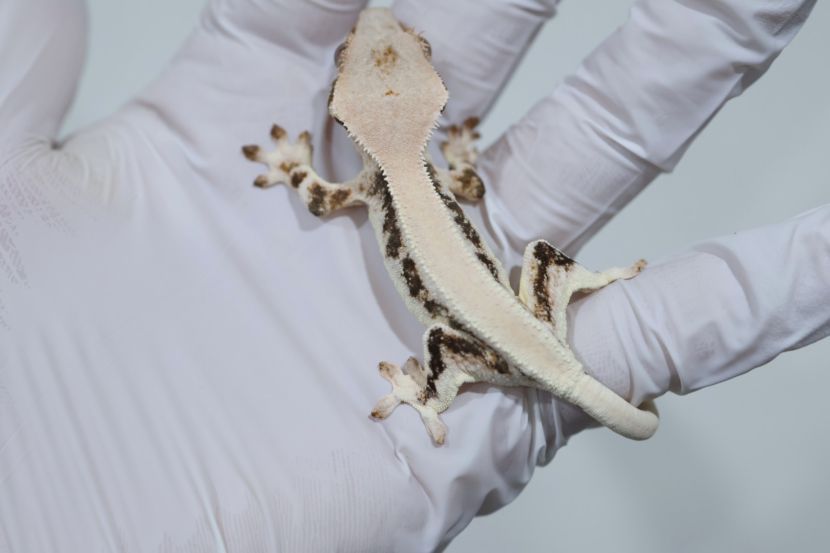 Lilly White Solid Back