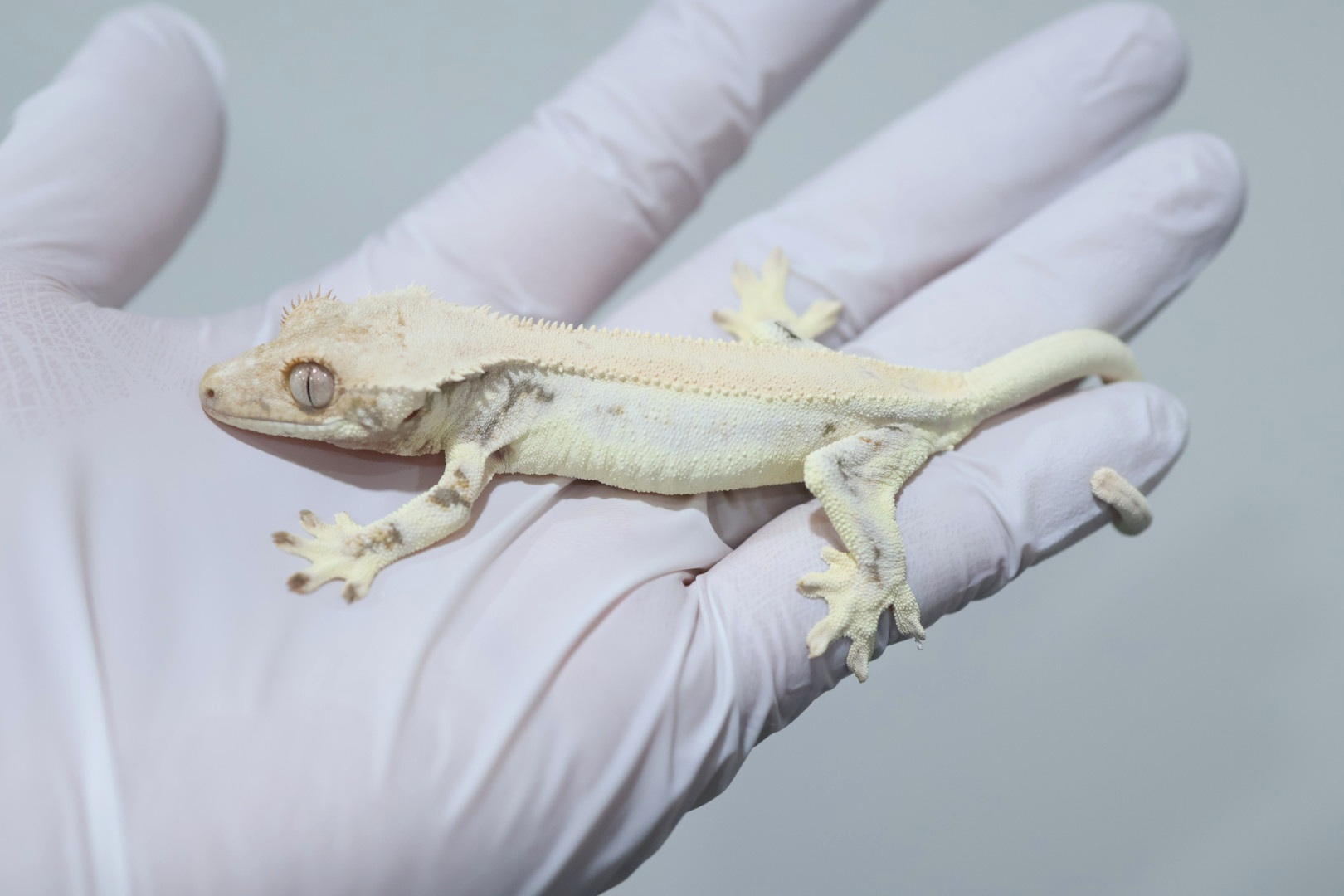 Lilly White Solid Back